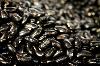 Valentine Beans -- Certified Organic Heirloom -- 10 lbs.